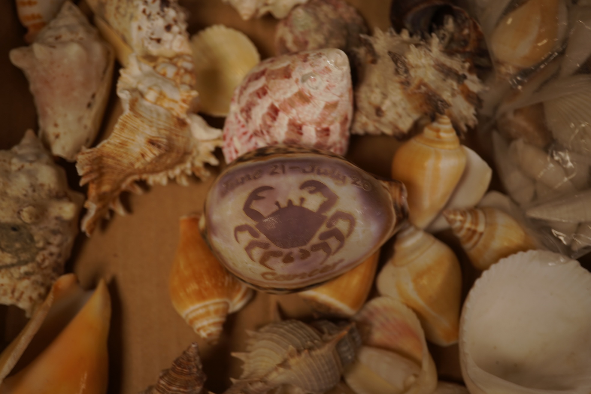 A collection of natural history interest shells to include conch shells, largest approximately 24cm wide